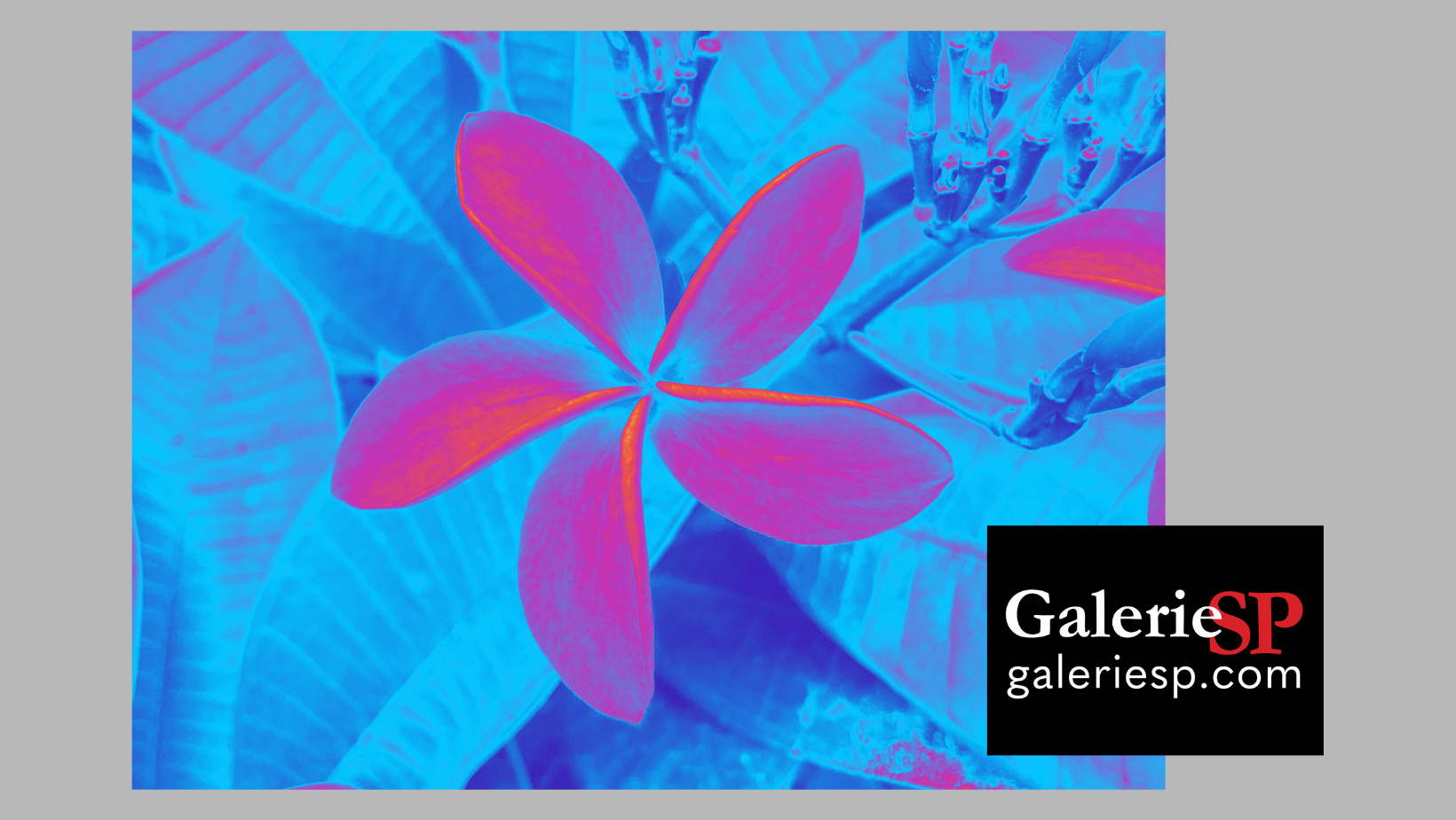 Galerie SP / Galerie D’Art / Mandelieu / Théoule / Cannes