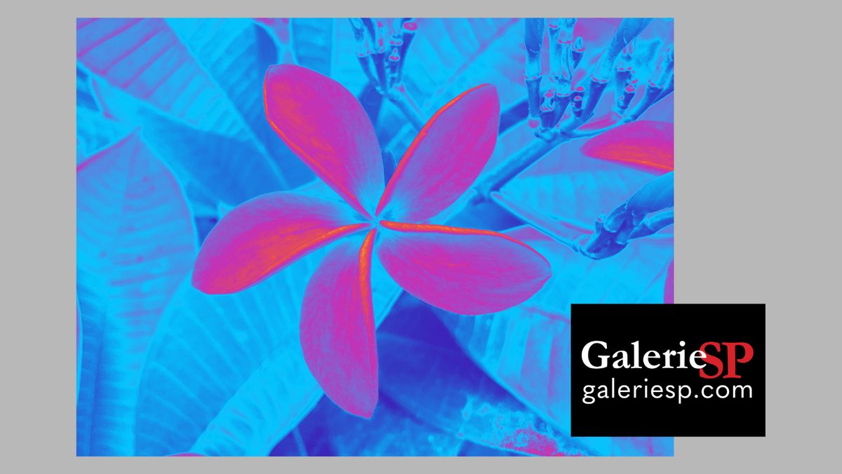 Galerie SP