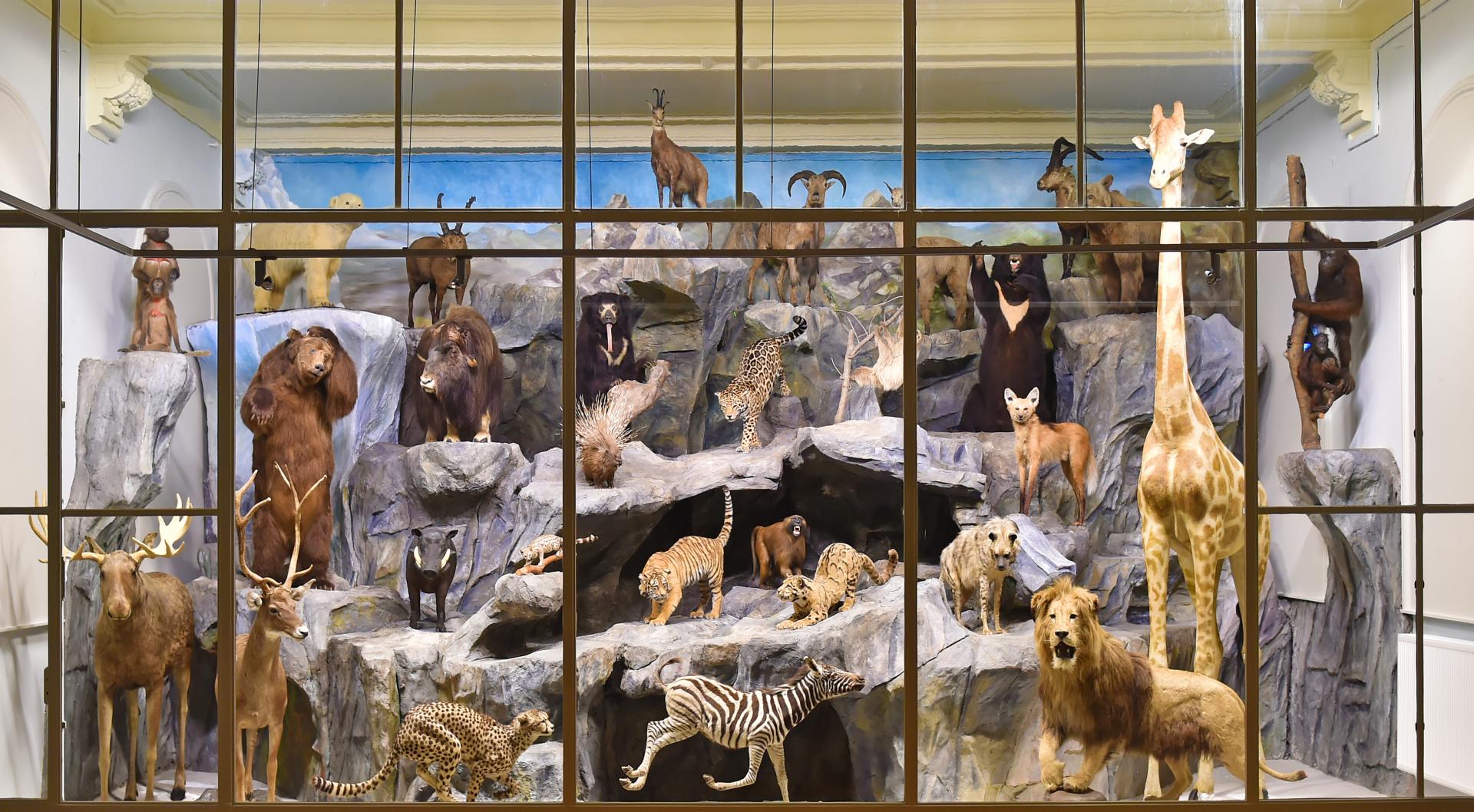 Musée d'Histoire Naturelle de Lille