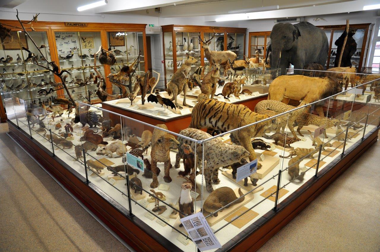 Muséum d'Histoire Naturelle Victor Brun