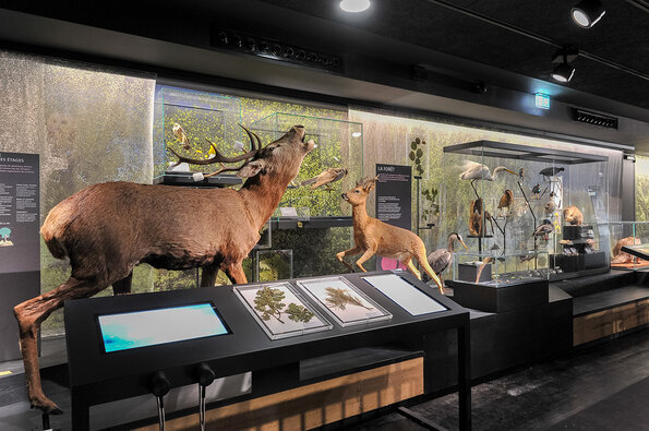 MOBE - Muséum d'Orléans pour la Biodiversité et l'Environnement